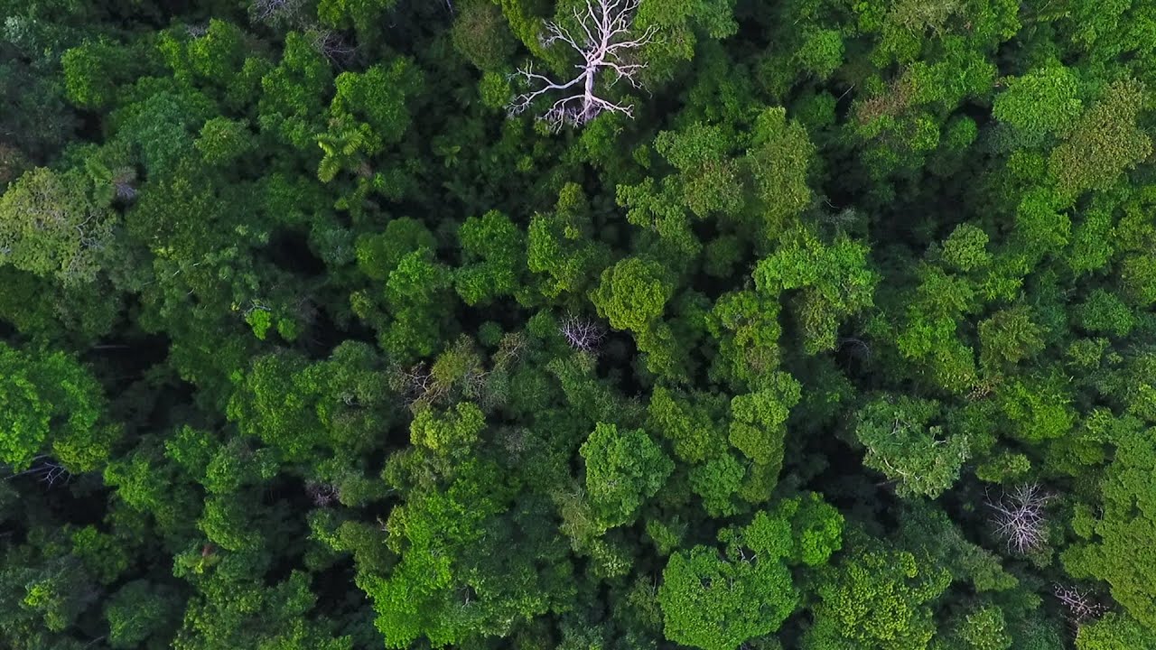 Corciolli | Tears of the Rainforest