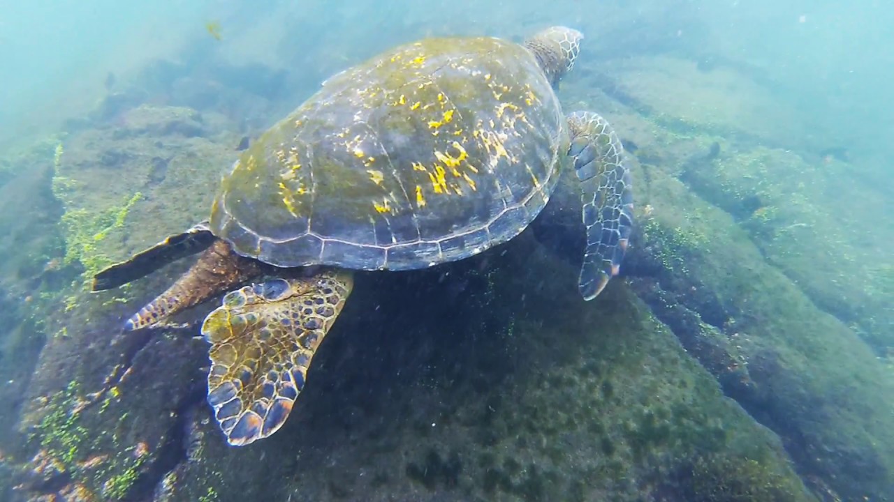Volunteering in Galapagos 2018