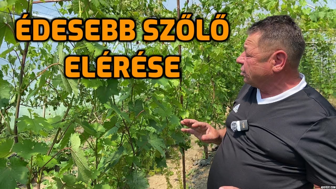 MIVEL TEHETJÜK ÉDESEBBÉ A SZŐLŐT??? / 2 féle támrendszer bemutatása.