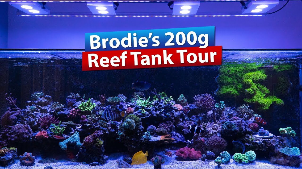 Brodie's 200g Saltwater Aquarium Reef Tank Tour 2021