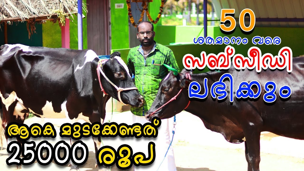 20000 രൂപ വിലക്കുറവിൽ 20ലിറ്റർ പാൽ  Manikandan Dairy Farming in Tamilnadu,Kerala EPISODE 1 PART 2