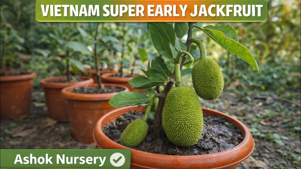 Vietnam Super Early Jackfruit | Home Garden से Farm तक Best Variety