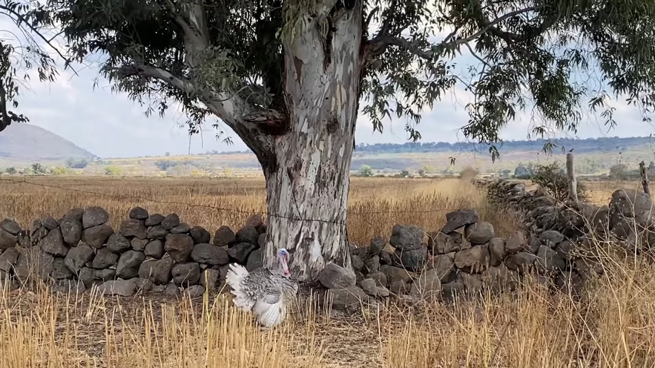 Nos fuimos al rancho de mi suegro 🌳🌳🌺￼