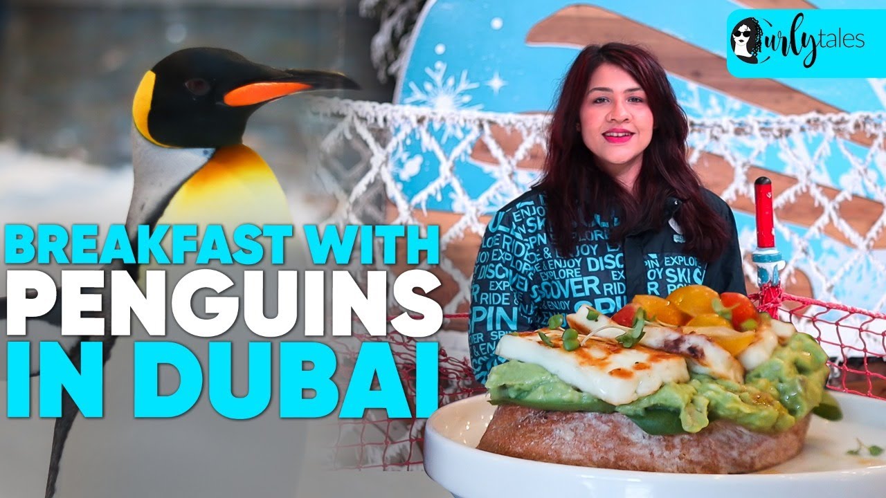 We Had Breakfast With The Penguins In Dubai | Curly Tales UAE