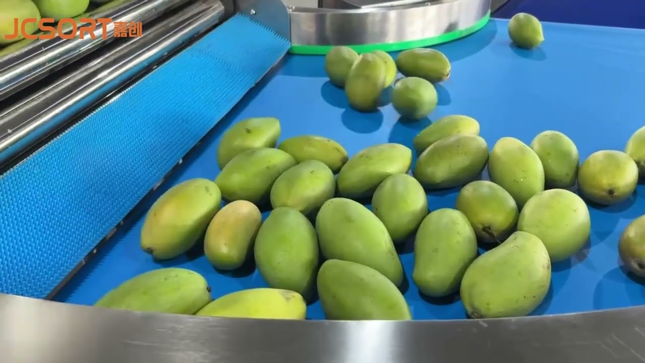 JC SORT Mango Washing & Weight Grading Machine