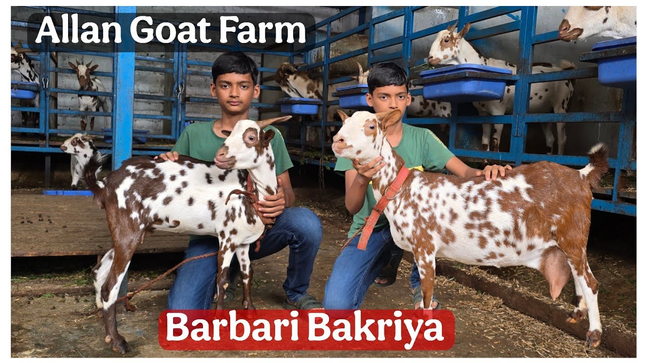Top Quality Barbari goats of Allan Goat Farm Aurangabad Maharashtra 