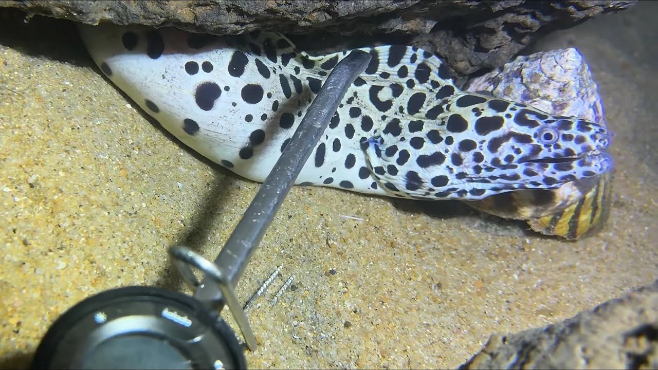 Diving under the sea to catch eels, crabs and sea cucumbers | Part 65-2