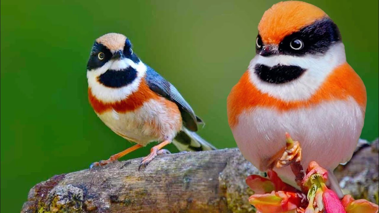 CUTE BIRD, BLACK THROATED BUSHTIT (Aegithalos concinnus)