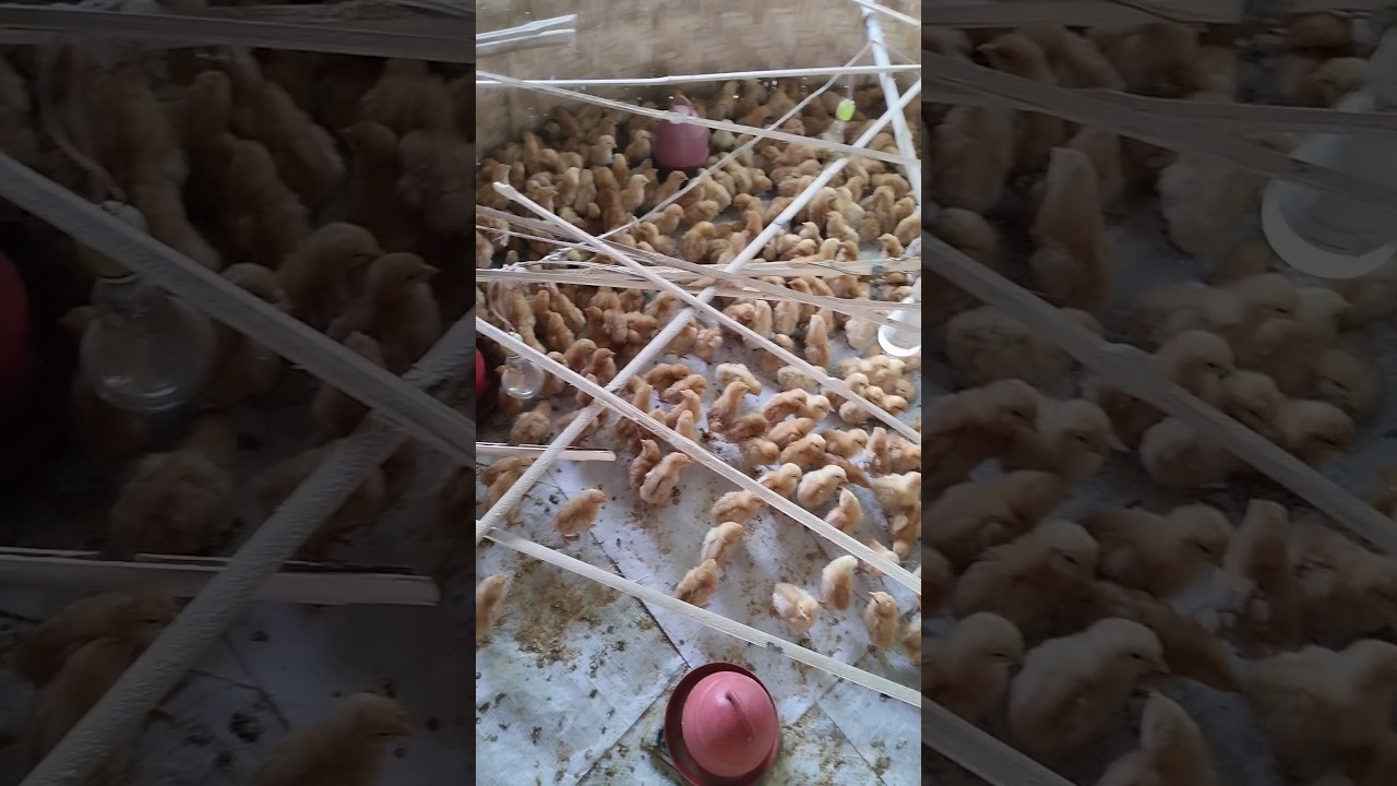 brooding #brooding #chick #doc #chicken #poultry #layer #pullet