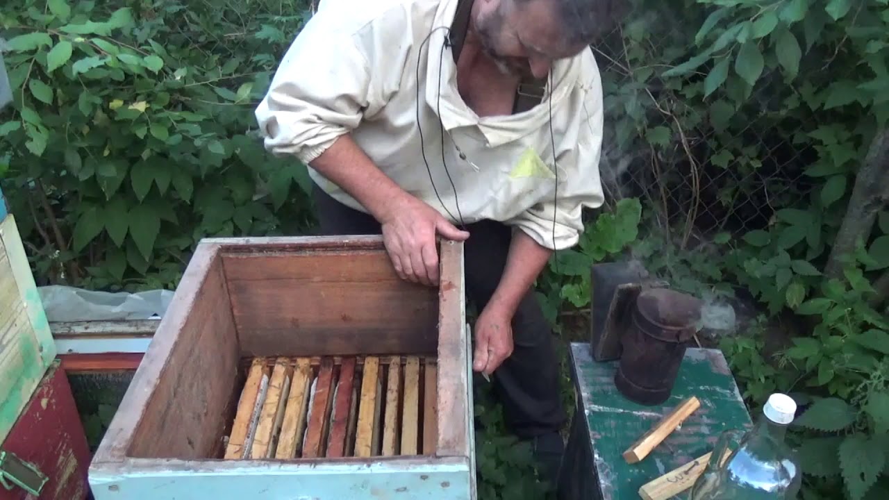 Эксперимент Пчелы выбирают матку