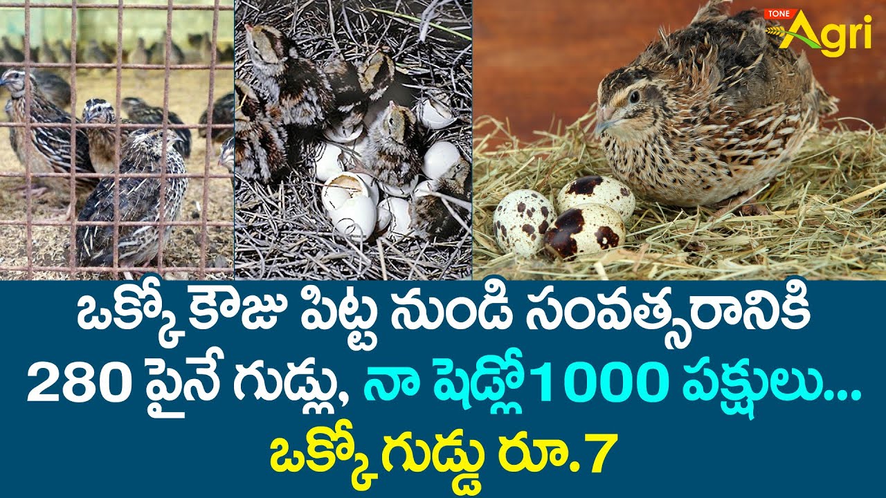 Quail Bird Eggs | Kouju Pitta | ఒక్కో కౌజు పిట్ట నుండి సంవత్సరానికి 280 పైనే గుడ్లు..! Tone Agri