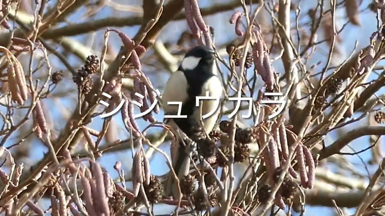 2026年1月 千葉県八千代市で探鳥！