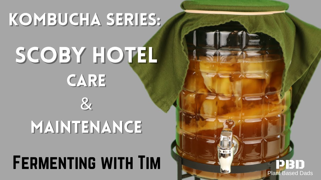 Kombucha SCOBY Hotel Maintenance - SCOBY care and SCOBY HOTEL - How to set up a SCOBY hotel