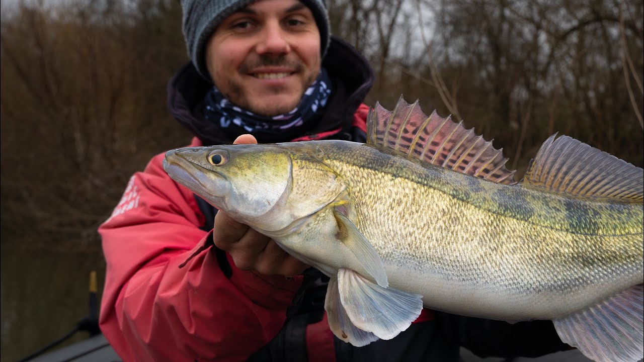 LE SANDRE en VERTICALE AU LIVESCOPE sur la Loire !