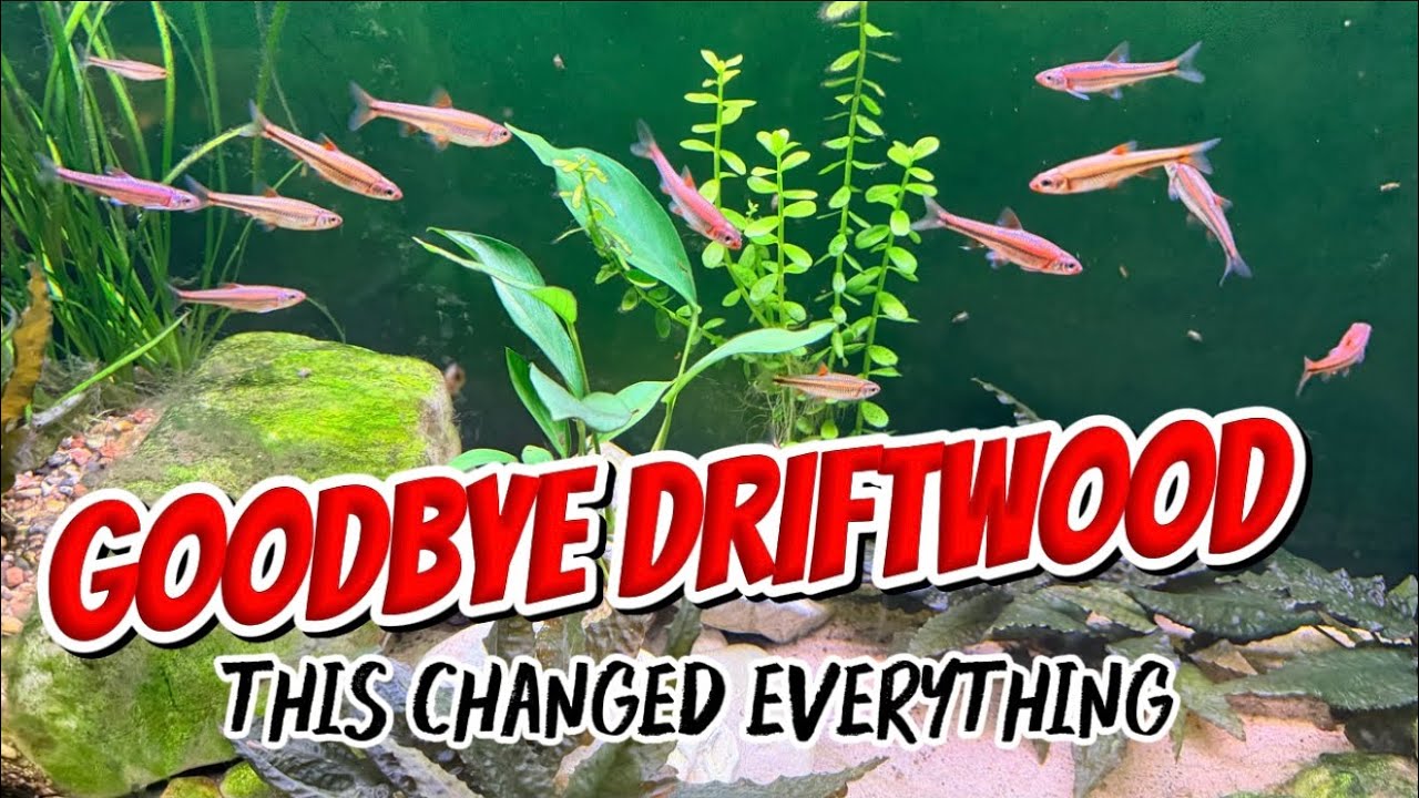 Removing the Driftwood Changed EVERYTHING in My 29-Gallon Tank