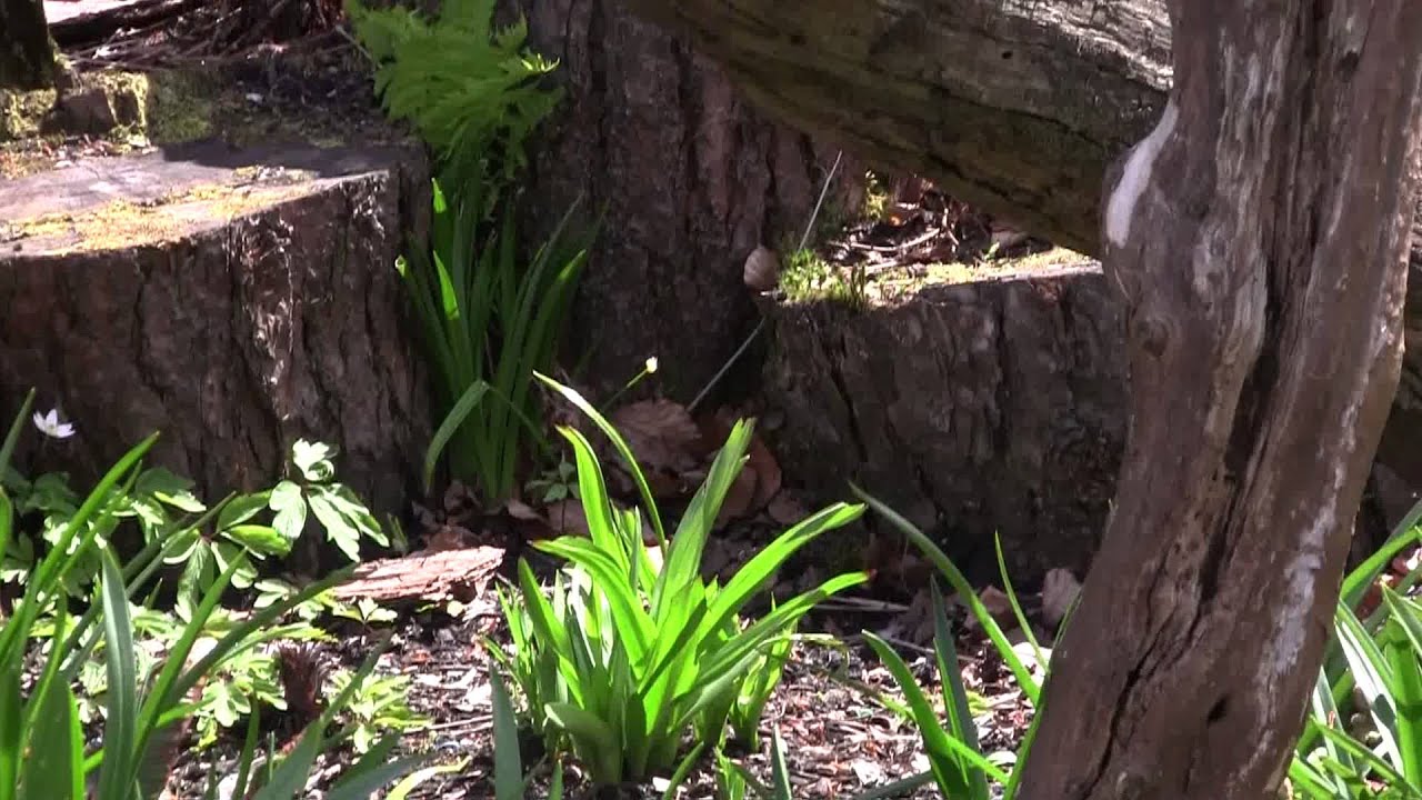 Garden with old logs and dead wood