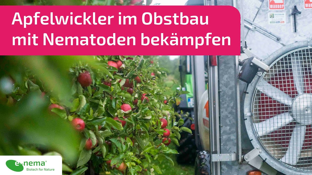 nemapom® - professionell - Apfelwickler mit nützlichen Nematoden (Fadenwürmer) biologisch bekämpfen