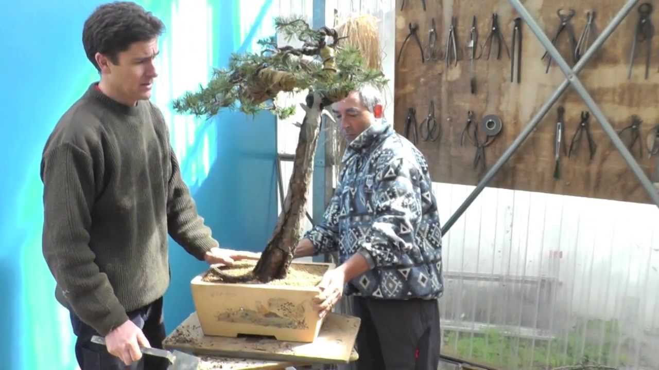 Pinus sylvestris. Primer trasplante a maceta de bonsai. 11 de abril de 2013.