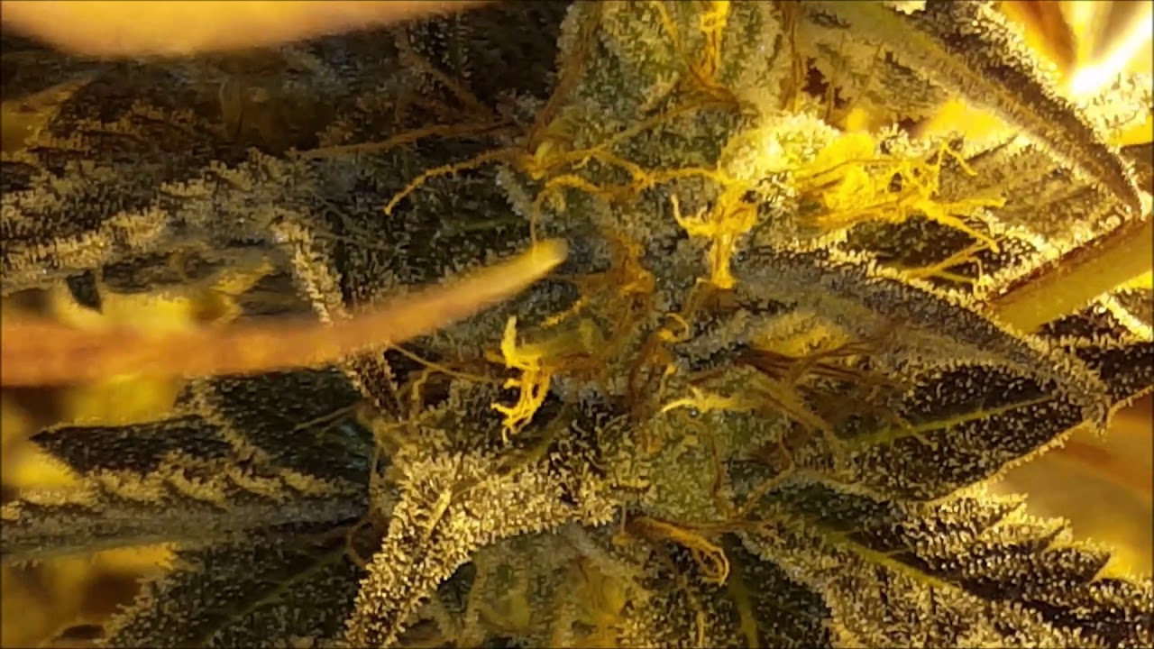 Sherb Breath ep. 15