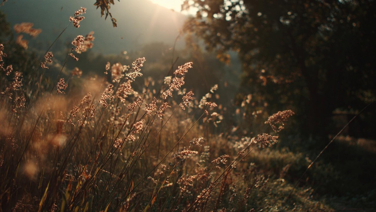 a quiet peaceful playlist for quiet people (reading & studying) ✨