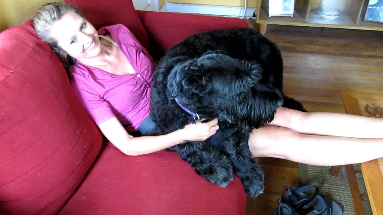 Baron The Giant Schnauzer is a Big Baby