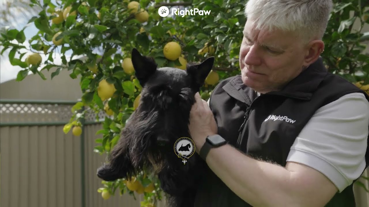 Dumbarton Scottish Terriers & RightPaw Promo Video