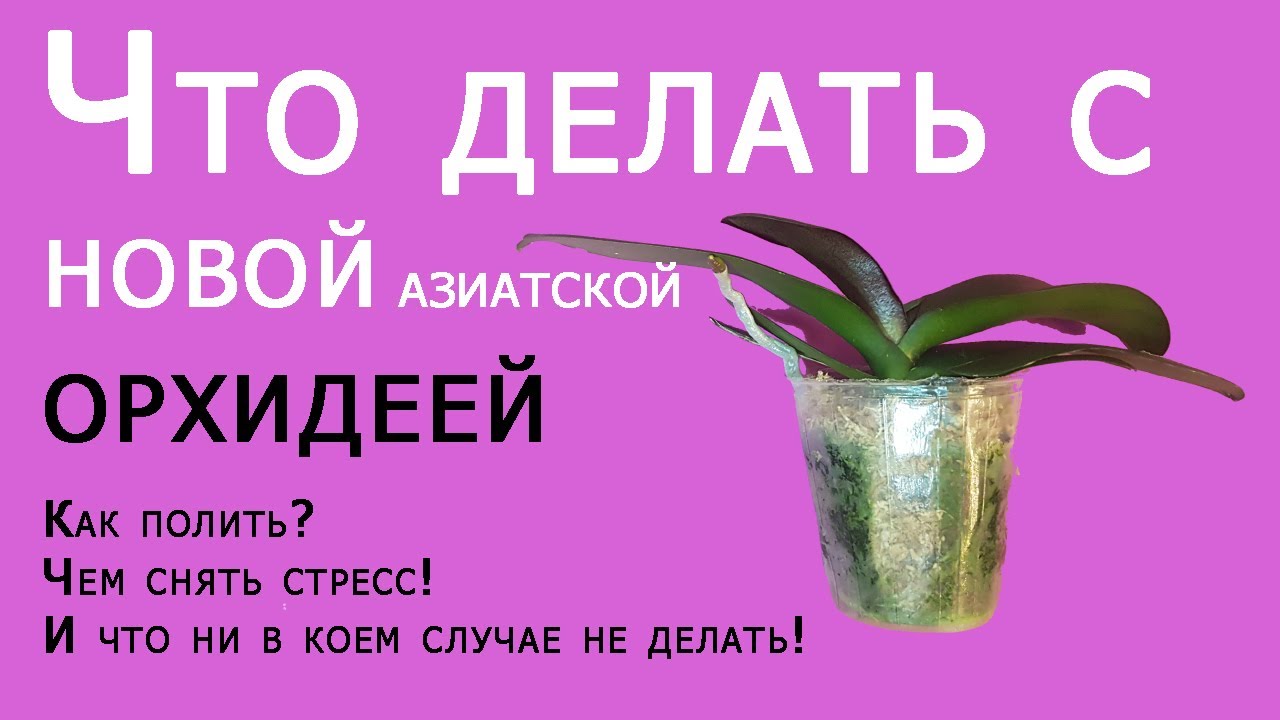Что делать с новой азиатской орхидеей? как и когда поливать, чем снять стресс! надо ли пересаживать?