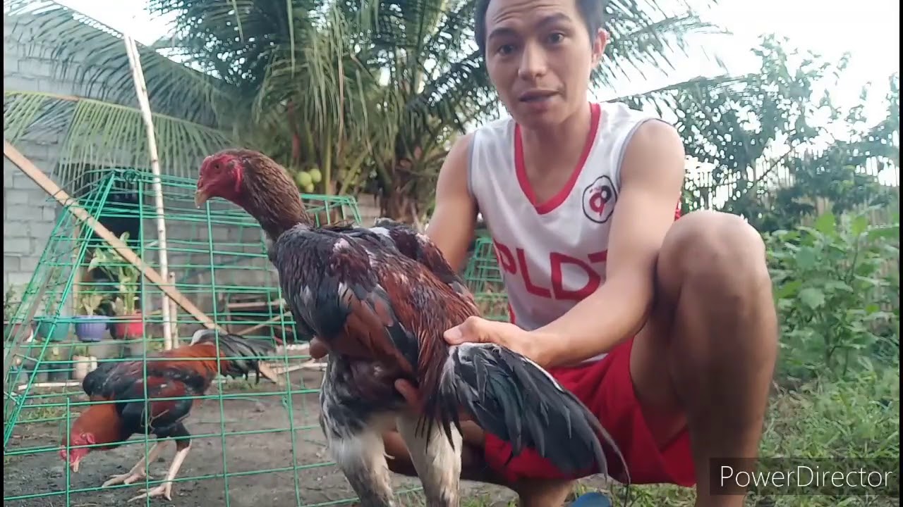 BACKYARD RAISING + NEW HATCH CHICKS | THE MANANAP TV