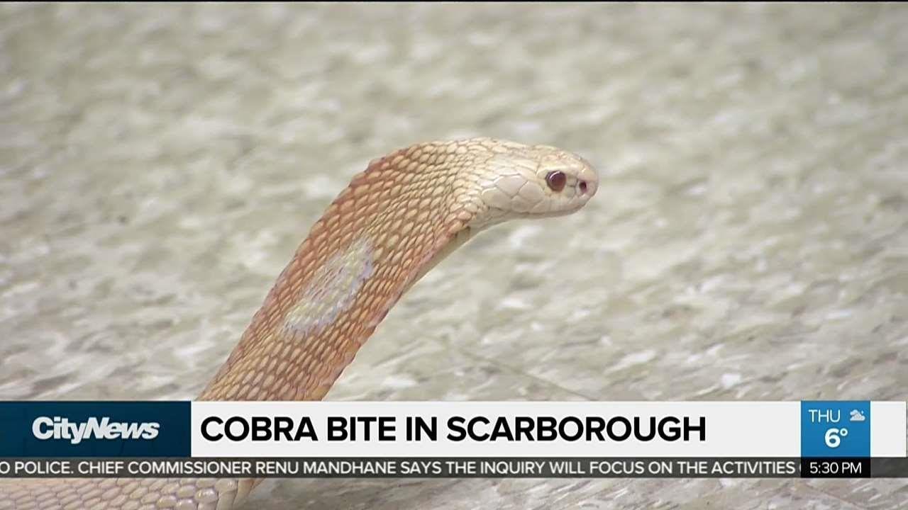 Toronto Zoo provides antivenom after snake bite