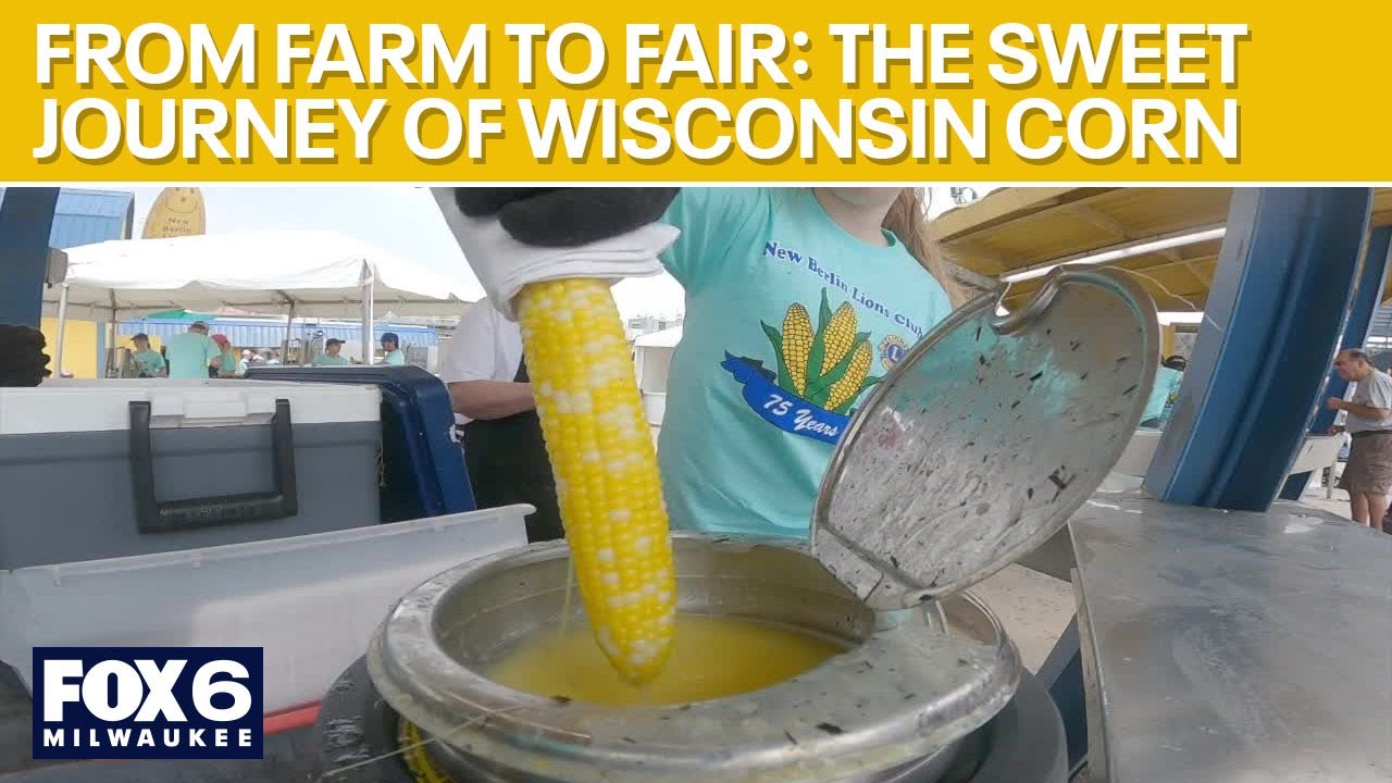 The journey of Wisconsin corn, from farm to fair | FOX6 News Milwaukee