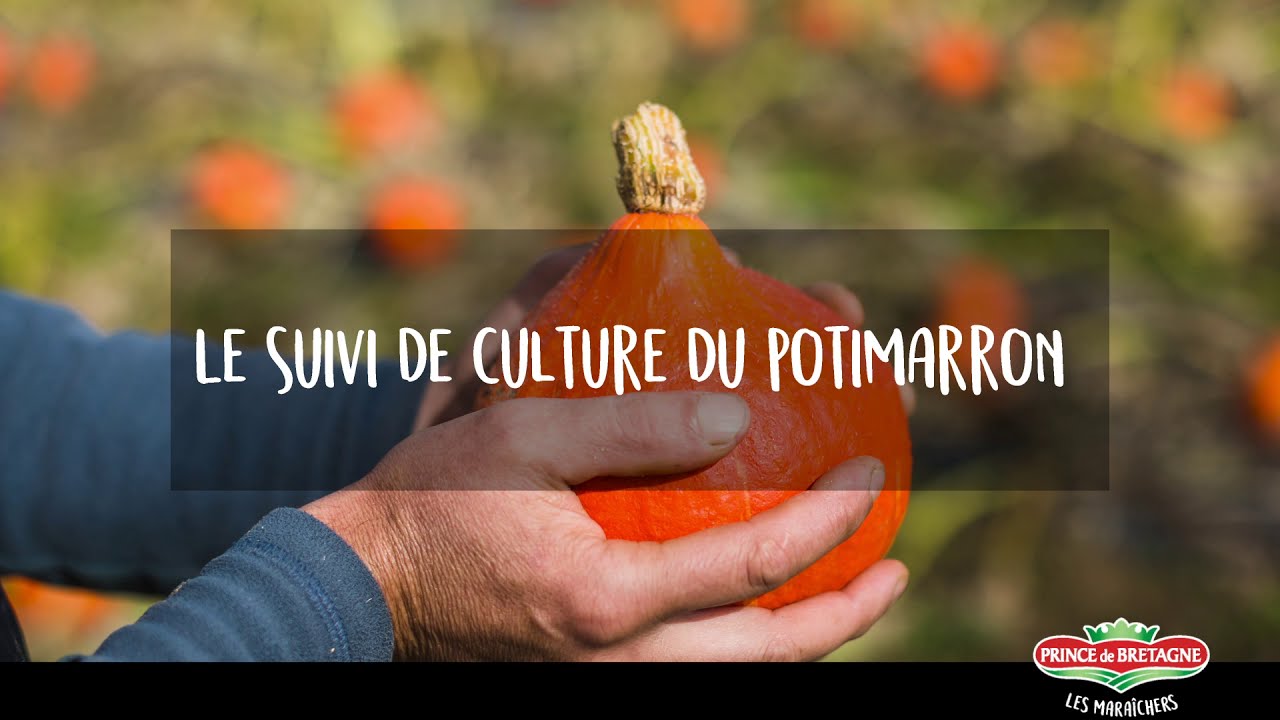 [SUIVI DE CULTURE] Le potimarron Prince de Bretagne