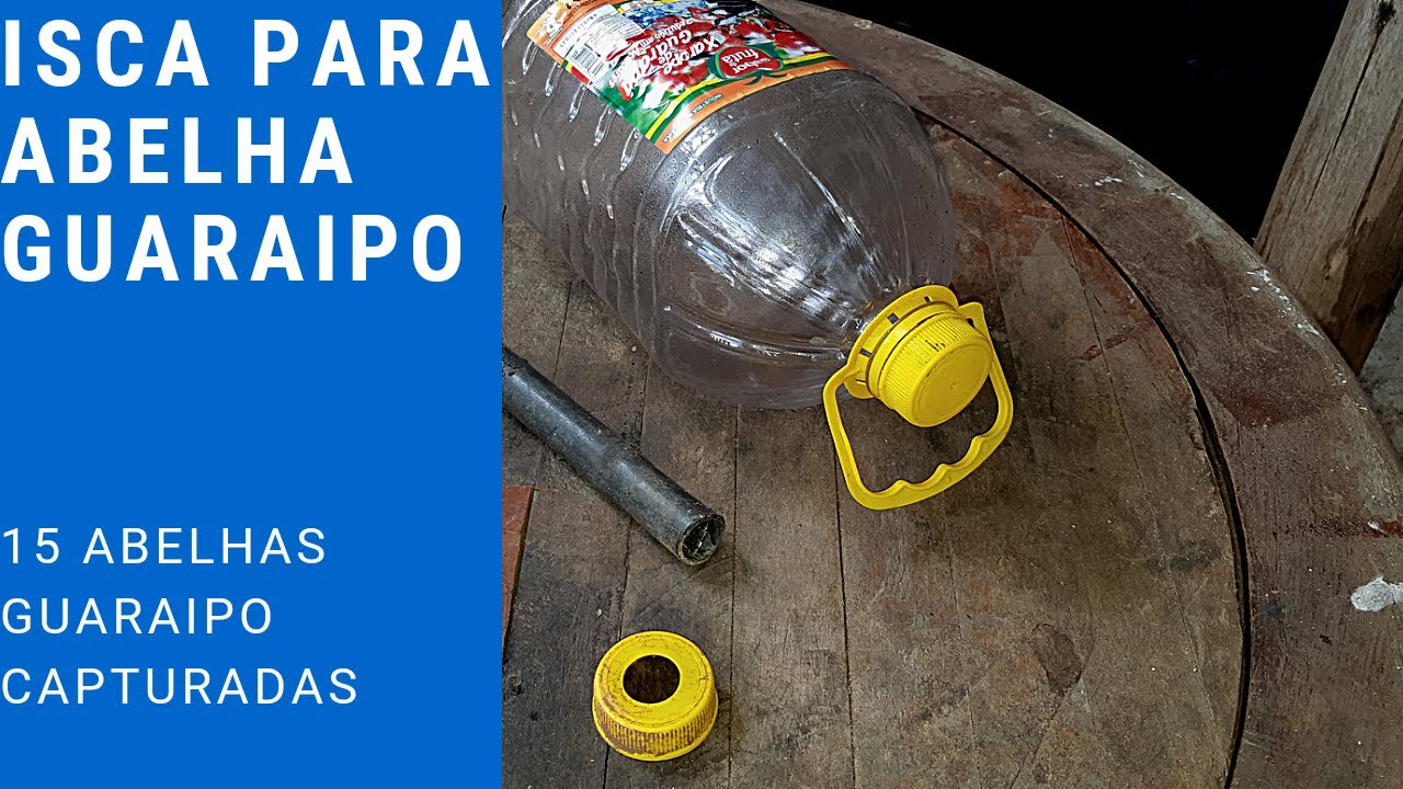Isca para capturar abelha Guaraipo.