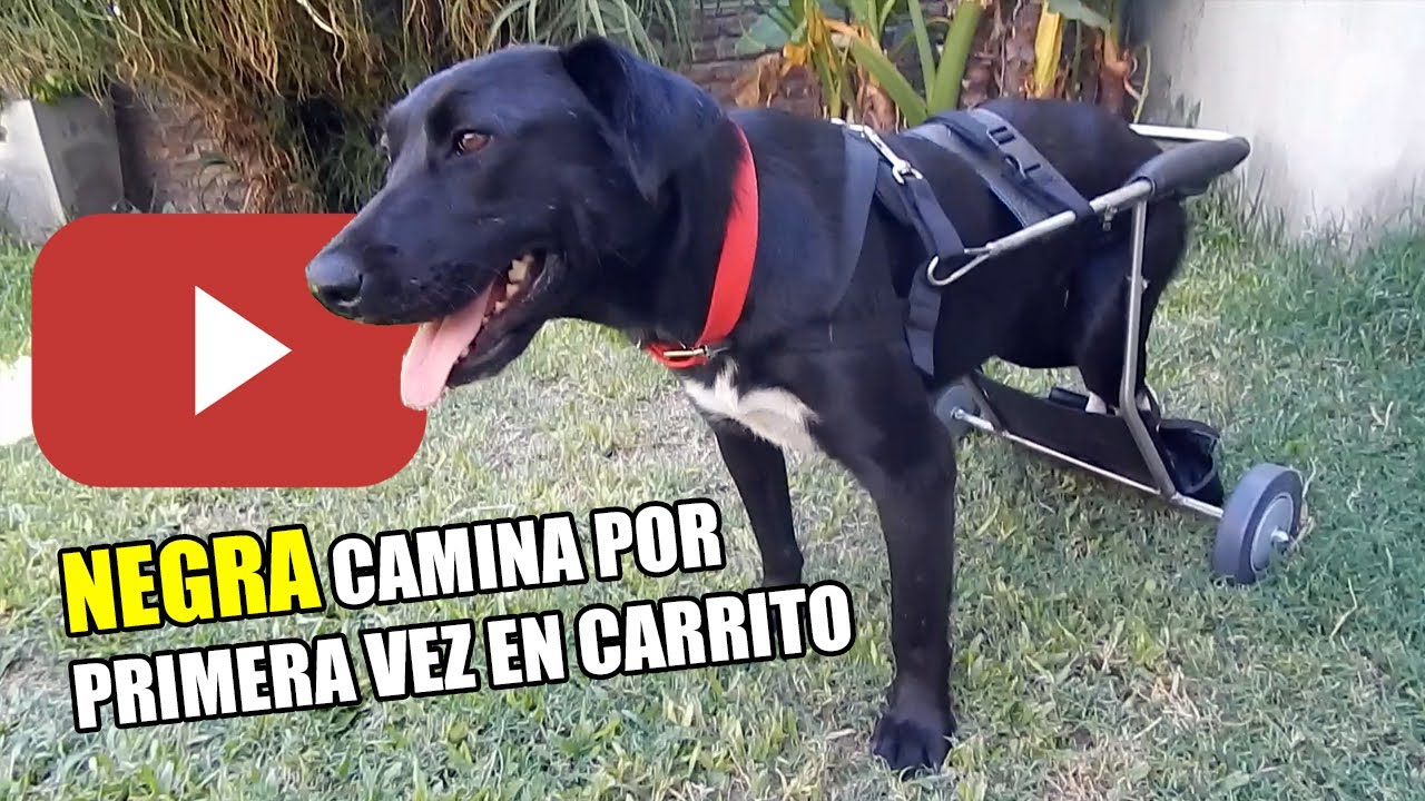 Carritos para perros Run Again. Negra camina por primera vez en su carrito.