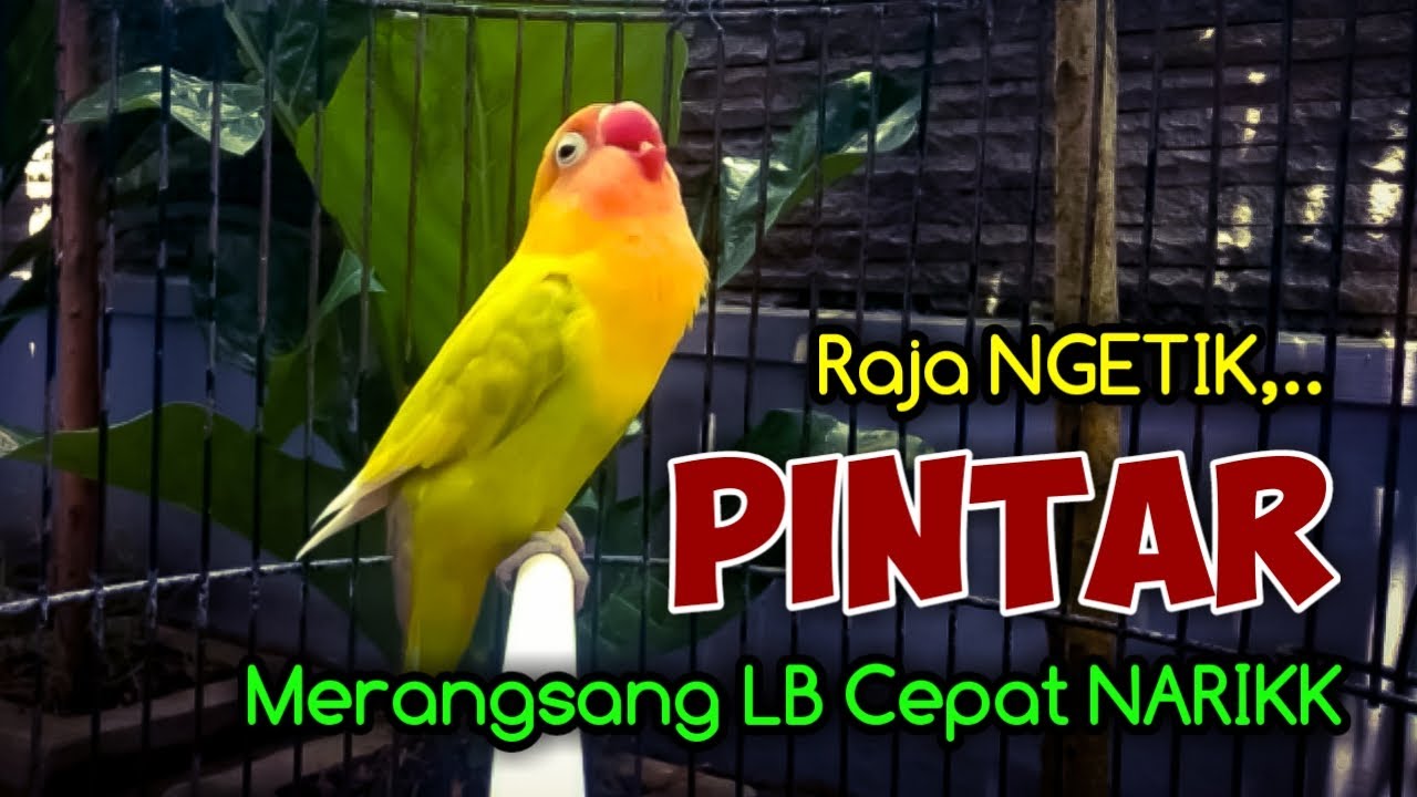 Dimulai Ngetik Lanjut Ngekek Panjang, Suara Lovebird ini Pintar Sekali Merangsang LB Cepat Ngekek