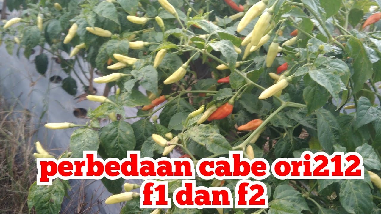 perbedaan cabe ori212 f1 dan f2 di dataran rendah
