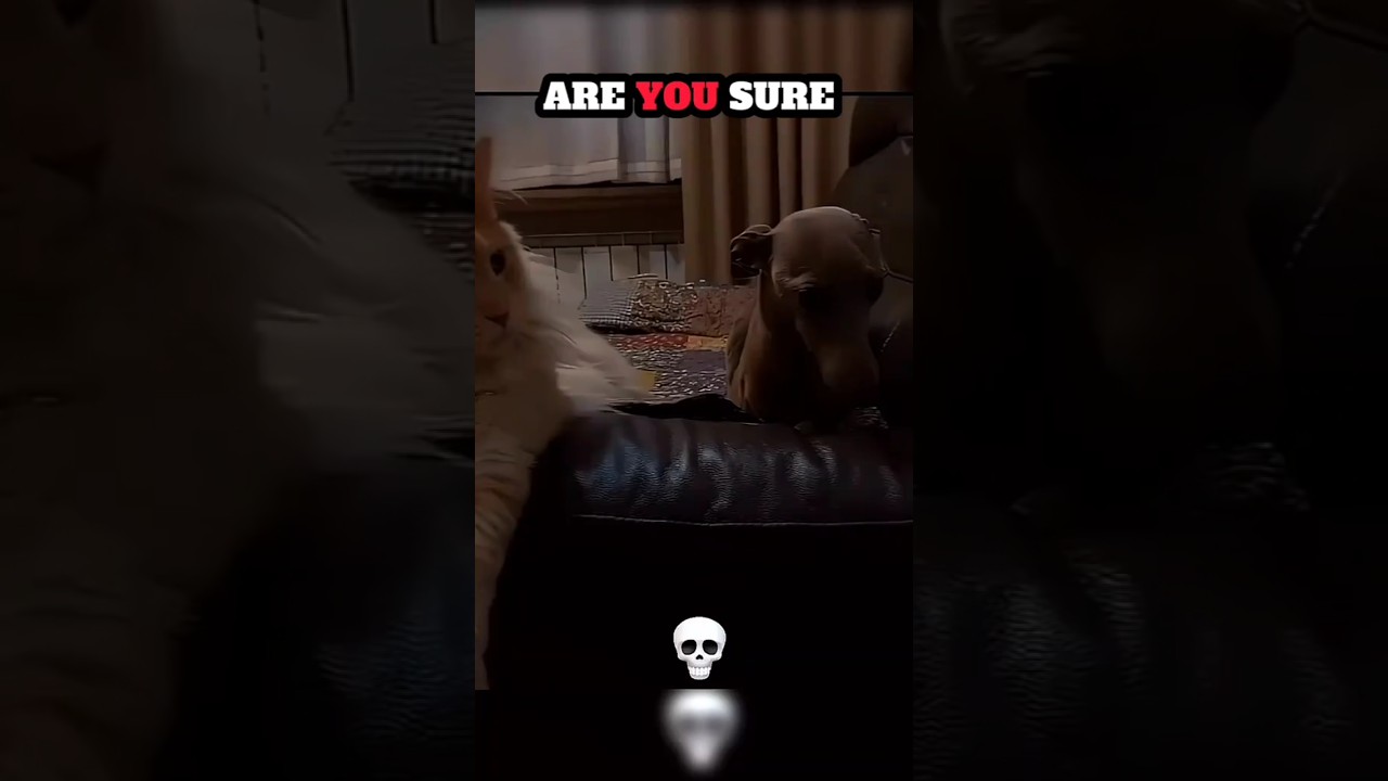 #remix #automobile #avee_player #mashup #music #animals