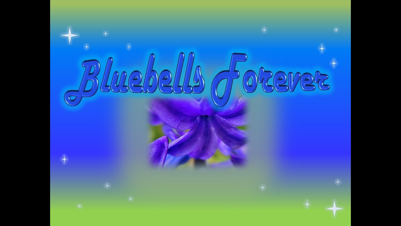 #Bluebells Forever! #Relaxing #chillout to this beautiful walk through #bluebell woodland