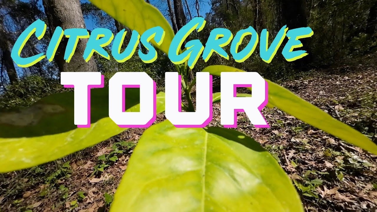 Part 2 - Tough Citrus Grove Tour N.C. 💪🍊 Spring 24’ Update - What Survived The Winter ❄️