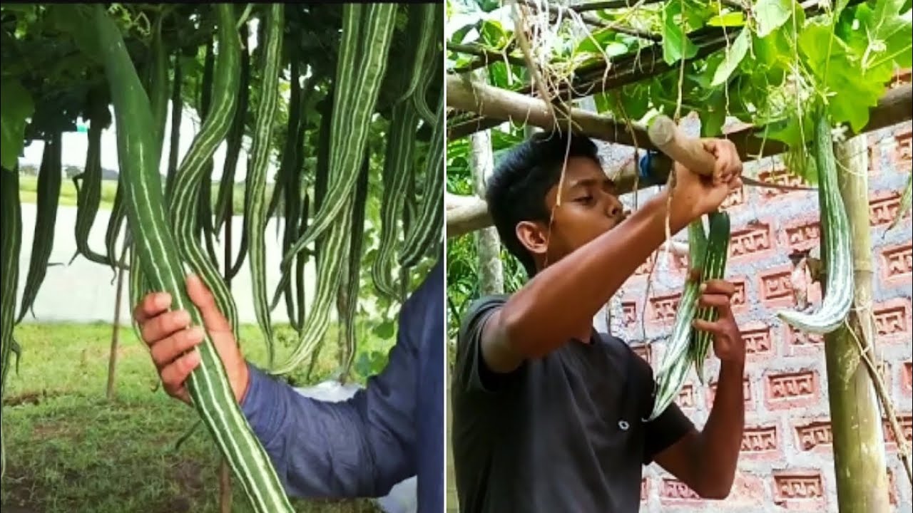 Snake Gourd Plant 🌱 Snake Gourd Growing At Home 