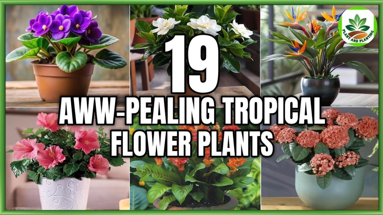 19 Aww-Pealing Tropical Flower Plants | Indoor and Outdoor Tropical Flowers | Plant and Planting