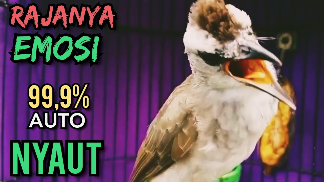 TRUCUK BISU STRES AGAR IKUT GACOR NGAMUK PUTARKAN PANCINGAN INI 99,9% AUTO NGAMUK GACOR SEKETIKA ‼️