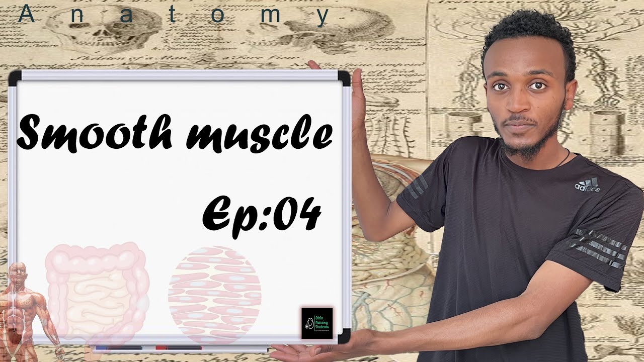 Anatomy Smooth Muscle Ep:04