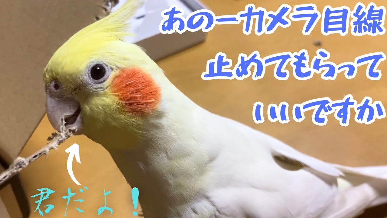 食事中のキークンに演奏をしてあげました～追いかけっこもしました【オカメインコ】放鳥