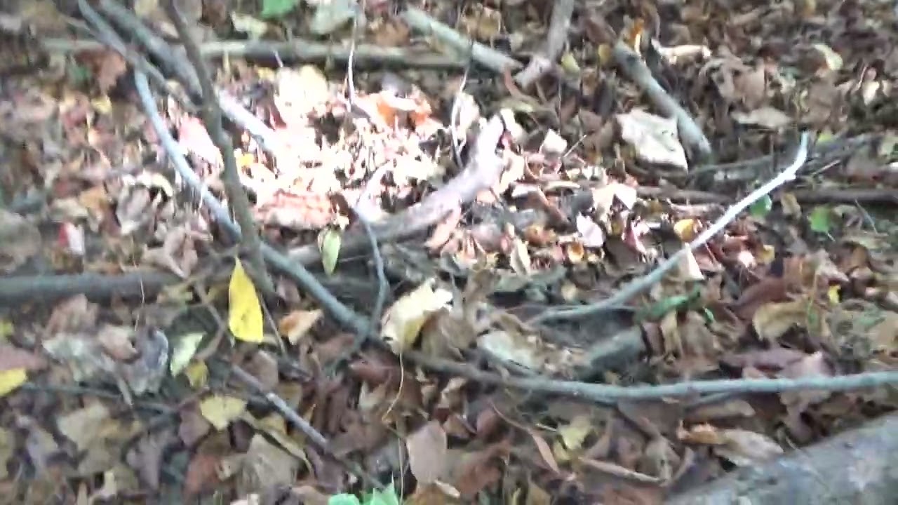Беккет в лесу 2 из 5