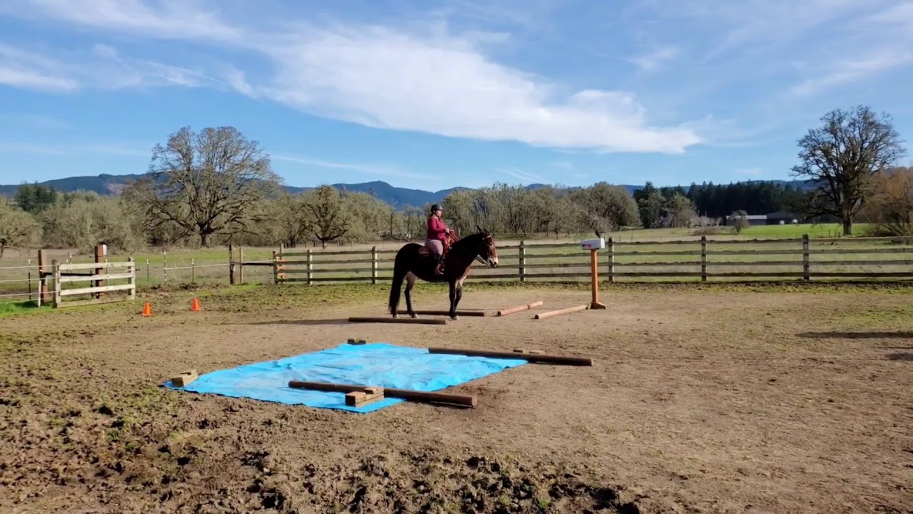 VTRC #9 | Jenny and Madge | Basic: Amateur Walk/Trot 19-49