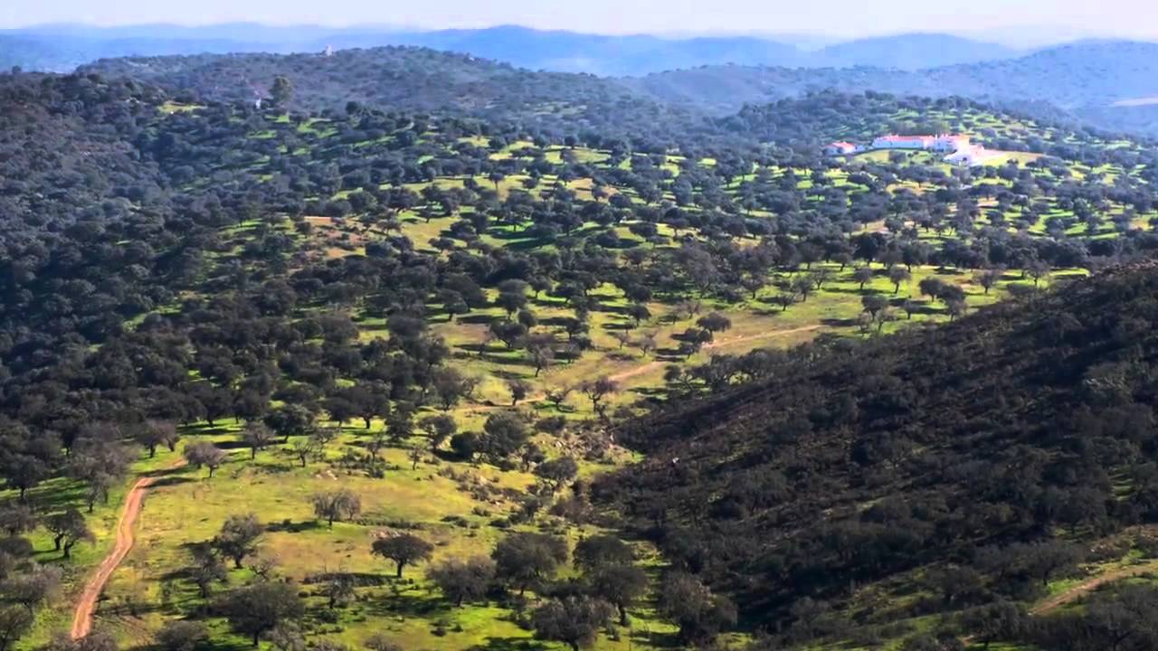 O Regresso do Lince Ibérico - O gato mais ameaçado do mundo