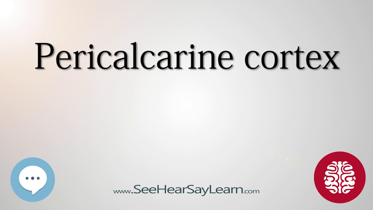 Pericalcarine cortex   Anatomy of the Brain   SeeHearSayLearn 🔊
