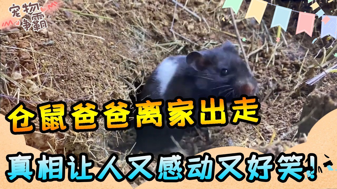 倉鼠爸爸離家出走，竟突然連夜逃回老窩！最後一幕曝光真相讓人又感動又好笑！