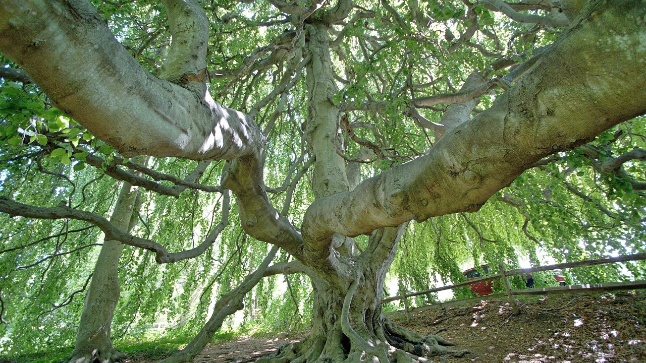 English Weeping Beech Tree- Yarmouthport, MA