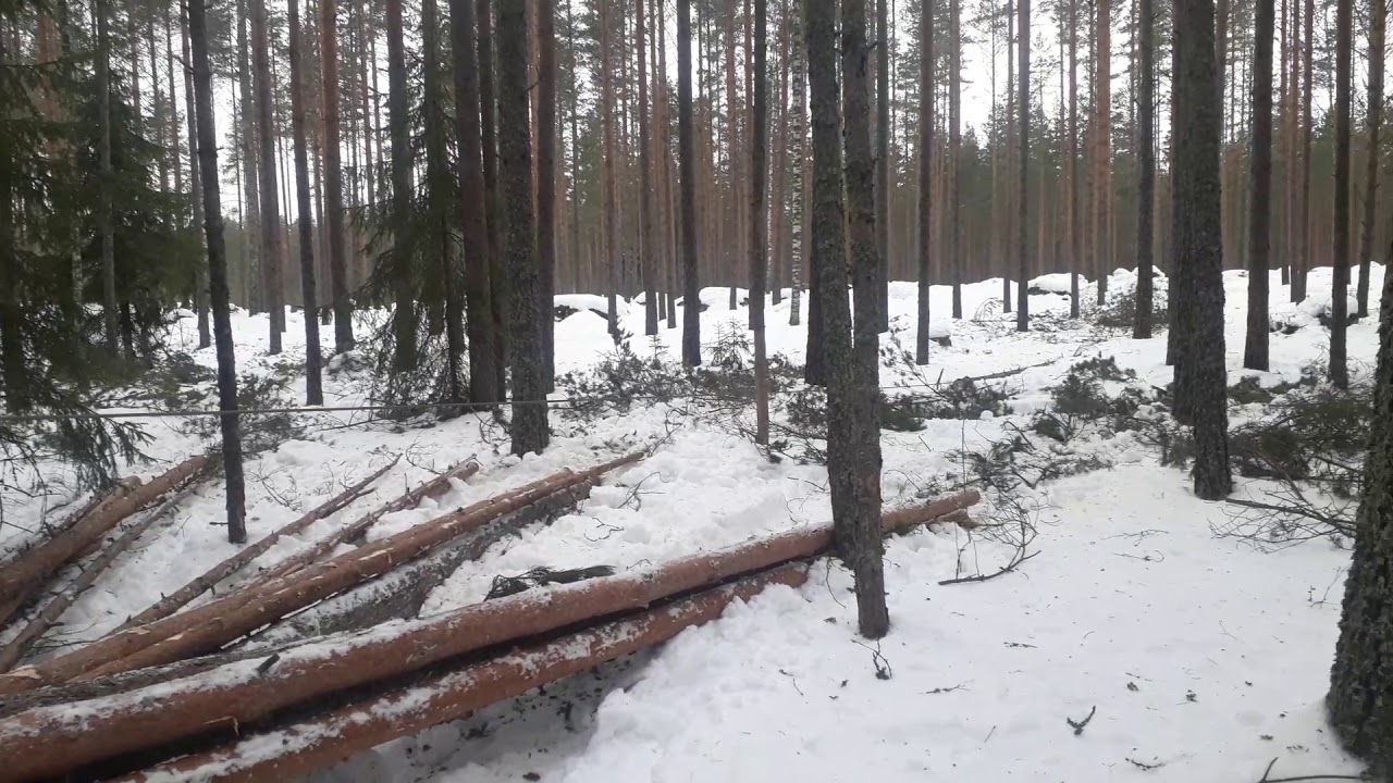 puun juontaminen, farmi 351 P vinssi